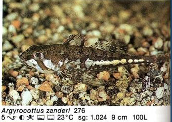 Argyrocottus zanderi